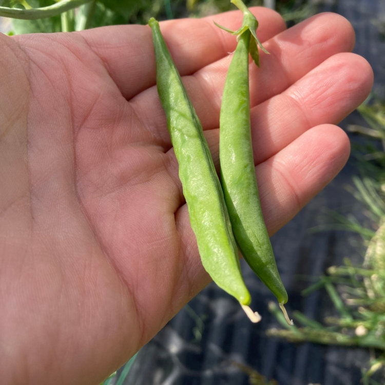 Pea Snack Hero